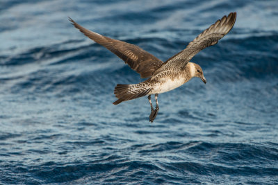 SPI Pelagic 10-10-15 0190-0010.jpg