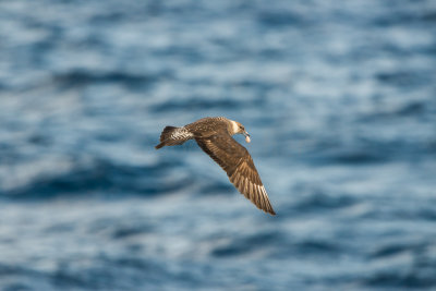 SPI Pelagic 10-10-15 0195-0011.jpg