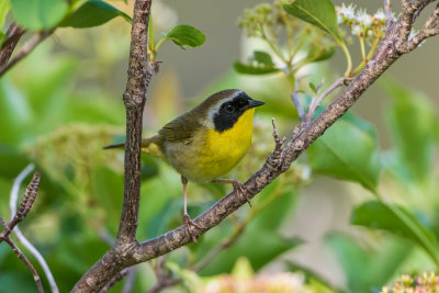 Common Yellowthroat