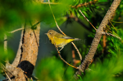 Nashville Warbler