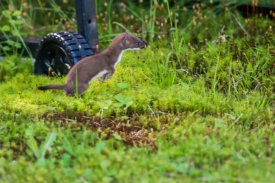 Baxter SP ME 7-12-15 1292-0373.jpg