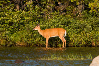 Baxter SP ME 7-11-15 0944-0317.jpg