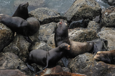 California Sea Lion