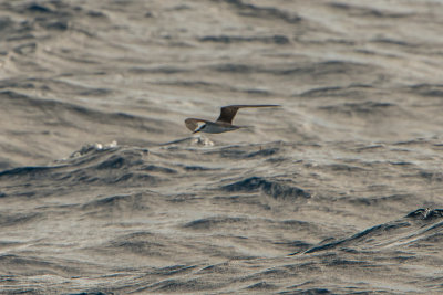 SPI Pelagic 10-10-15 0145-0005.jpg