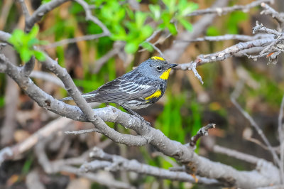 Yellow-Rumped Warbler