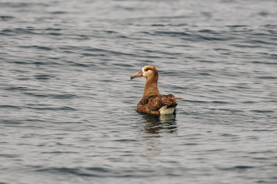 Pelagic Birding Trip 8-8-09 3204-0658.jpg