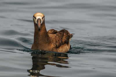 Pelagic Birding Trip 8-8-09 3254-0669.jpg