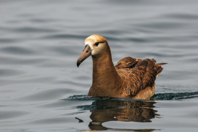 Pelagic Birding Trip 8-8-09 3256-0670.jpg