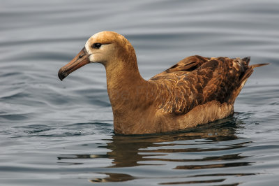 Pelagic Birding Trip 8-8-09 3262-0671.jpg