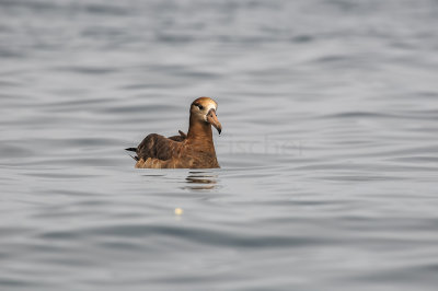 Pelagic Birding Trip 8-8-09 3272-0672.jpg