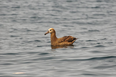 Pelagic Birding Trip 8-8-09 3286-0677.jpg