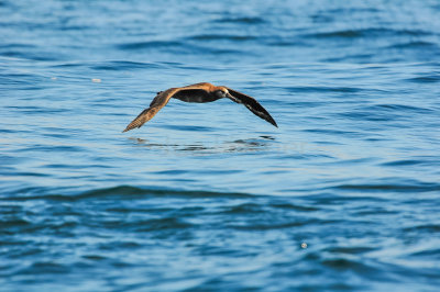 Pelagic Birding Trip 8-8-09 3312-0679.jpg