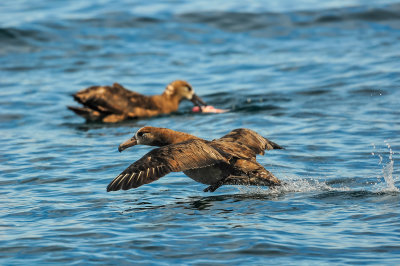 Pelagic Birding Trip 8-8-09 3355-0682.jpg