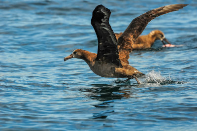 Pelagic Birding Trip 8-8-09 3356-0683.jpg