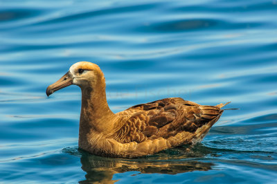 Pelagic Birding Trip 8-8-09 3373-0684.jpg