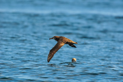 Pelagic Birding Trip 8-8-09 3384-0685.jpg