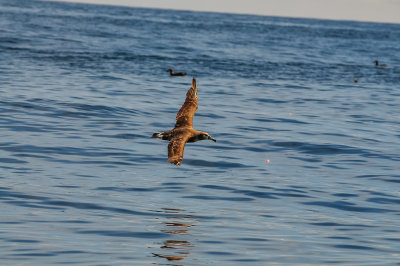 Pelagic Birding Trip 8-8-09 3409-0687.jpg