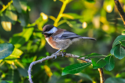 Chestnut-backed Chickadee
