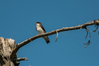 Eastern Kingbird