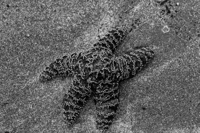 Seal Rock SP 8-7-09 2604-Edit-0529.jpg