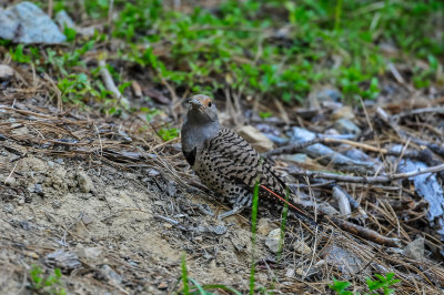 Northern Flicker