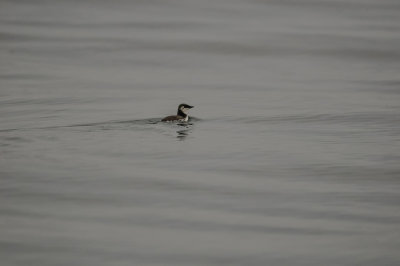 Pelagic Birding Trip 8-8-09 2904-0583.jpg