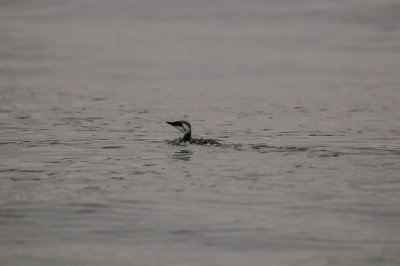 Pelagic Birding Trip 8-8-09 2917-0585.jpg