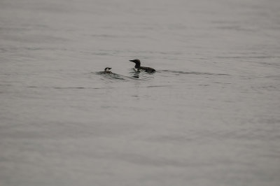 Pelagic Birding Trip 8-8-09 2921-0586.jpg