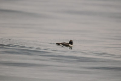 Pelagic Birding Trip 8-8-09 2929-0587.jpg