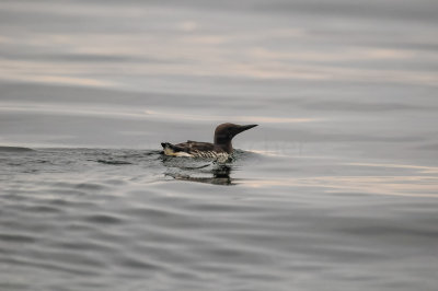 Pelagic Birding Trip 8-8-09 2935-0588.jpg