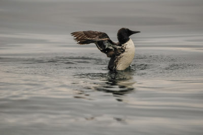 Pelagic Birding Trip 8-8-09 2940-0589.jpg