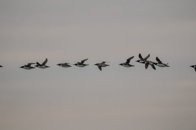 Pelagic Birding Trip 8-8-09 2942-0590.jpg