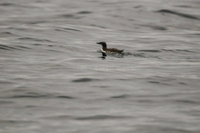 Pelagic Birding Trip 8-8-09 2945-0591.jpg