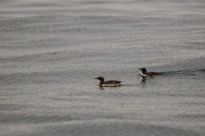 Pelagic Birding Trip 8-8-09 2951-0593.jpg
