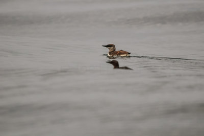 Pelagic Birding Trip 8-8-09 2957-0594.jpg