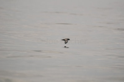 Pelagic Birding Trip 8-8-09 2949-0592.jpg