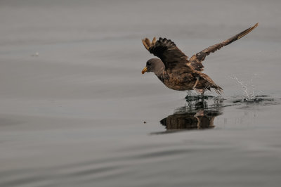 Pelagic Birding Trip 8-8-09 2962-0595.jpg