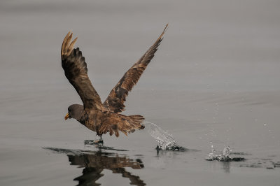 Pelagic Birding Trip 8-8-09 2964-0596.jpg