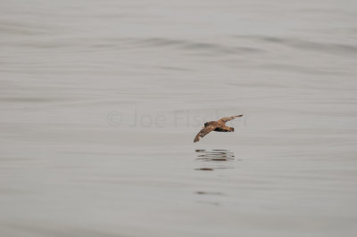 Pelagic Birding Trip 8-8-09 2980-0599.jpg