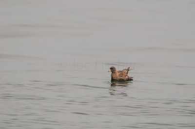 Pelagic Birding Trip 8-8-09 3003-0604.jpg