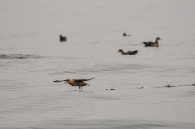 Pelagic Birding Trip 8-8-09 3031-0610.jpg
