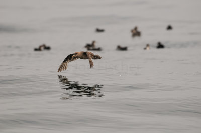 Pelagic Birding Trip 8-8-09 3032-0611.jpg