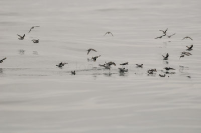 Pelagic Birding Trip 8-8-09 2989-0601.jpg