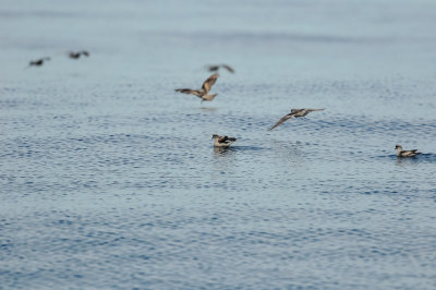 Pelagic Birding Trip 8-8-09 3492-0704.jpg