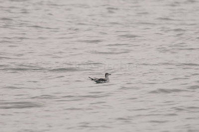Pelagic Birding Trip 8-8-09 3214-0660.jpg