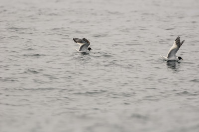 Pelagic Birding Trip 8-8-09 3215-0661.jpg