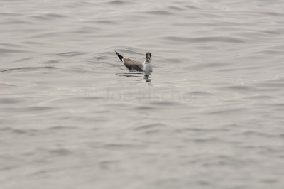 Pelagic Birding Trip 8-8-09 3216-0662.jpg