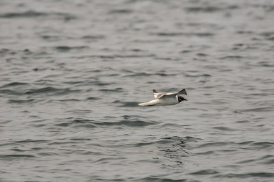 Pelagic Birding Trip 8-8-09 3223-0664.jpg