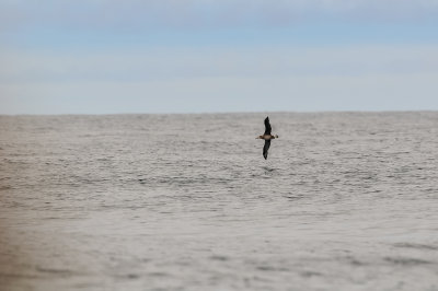 Pelagic Birding Trip 8-8-09 3160-0652.jpg