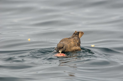 Pelagic Birding Trip 8-8-09 3242-0668.jpg